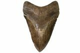 Serrated, Fossil Megalodon Tooth - Chocolate Brown #138994-2